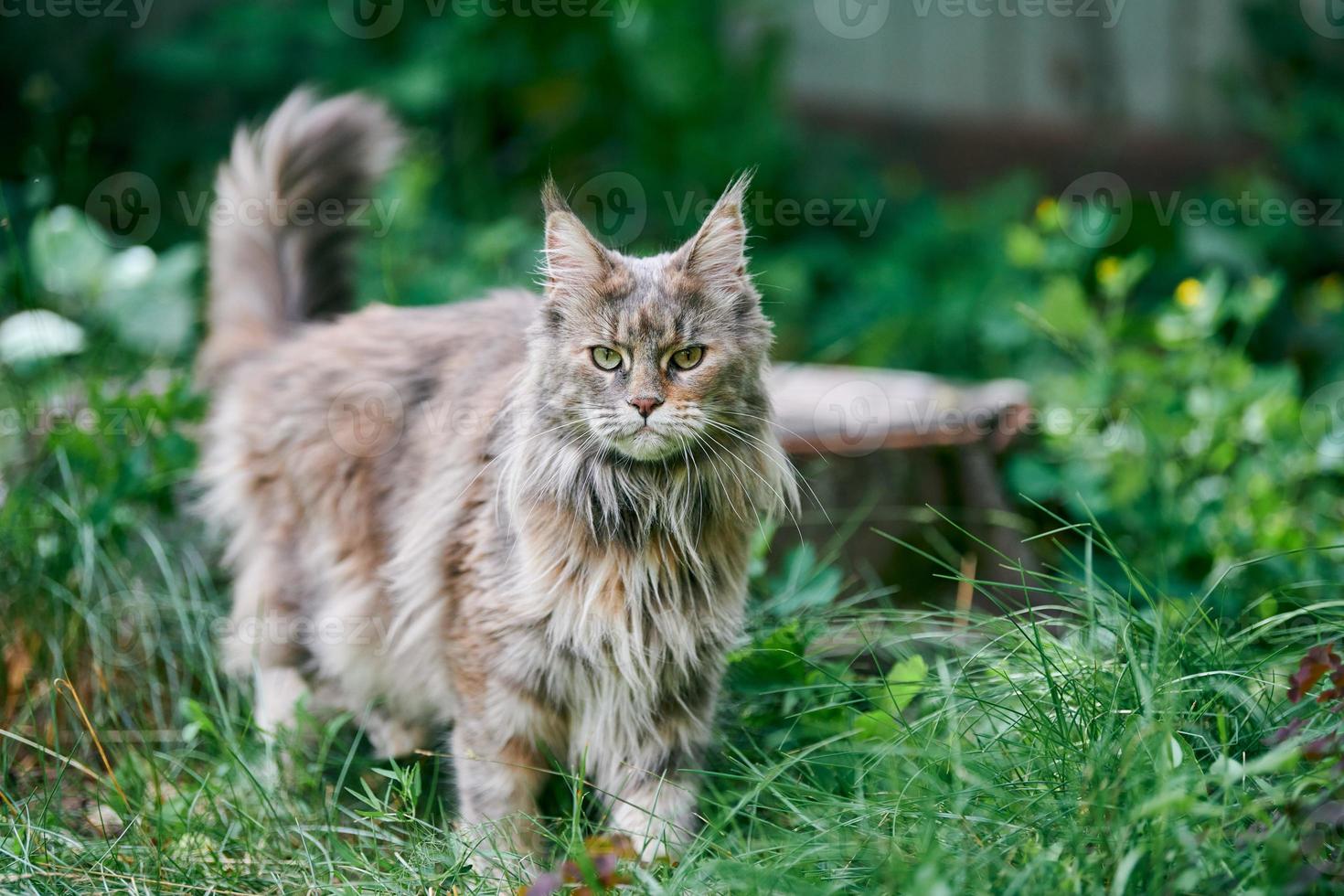 maine coon kat in de tuin foto