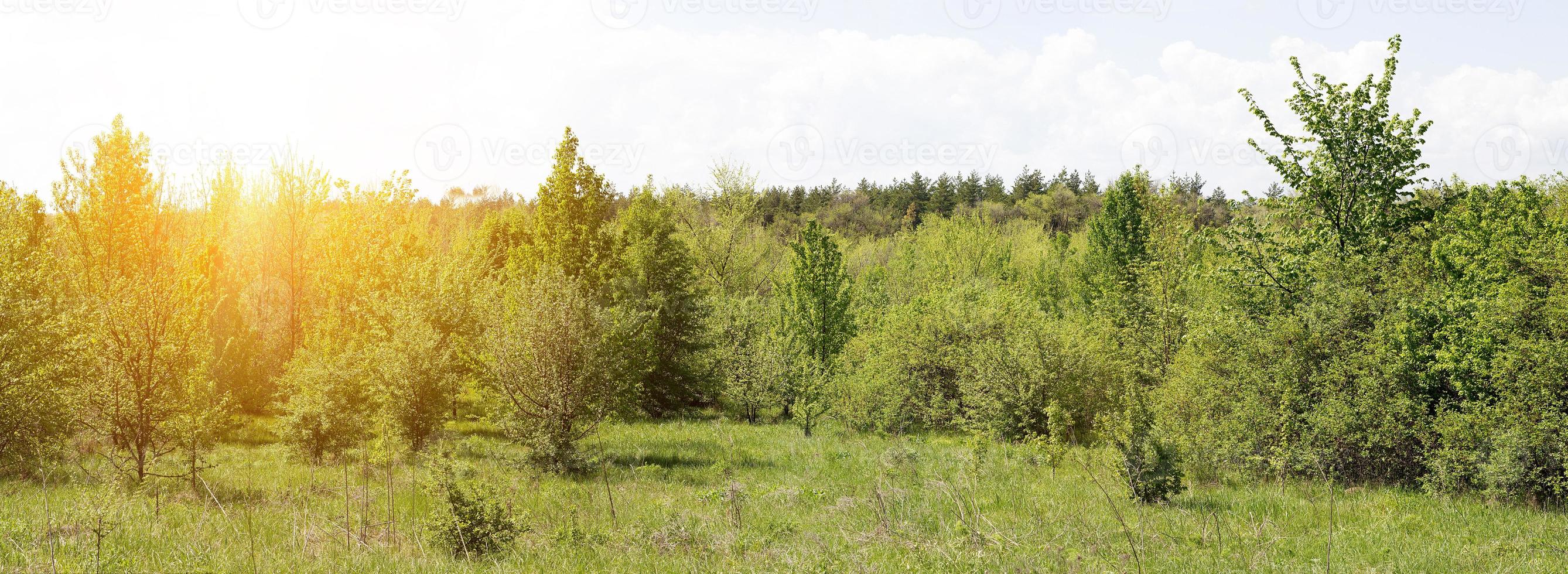 panorama van jong Woud. kalmte Woud foto