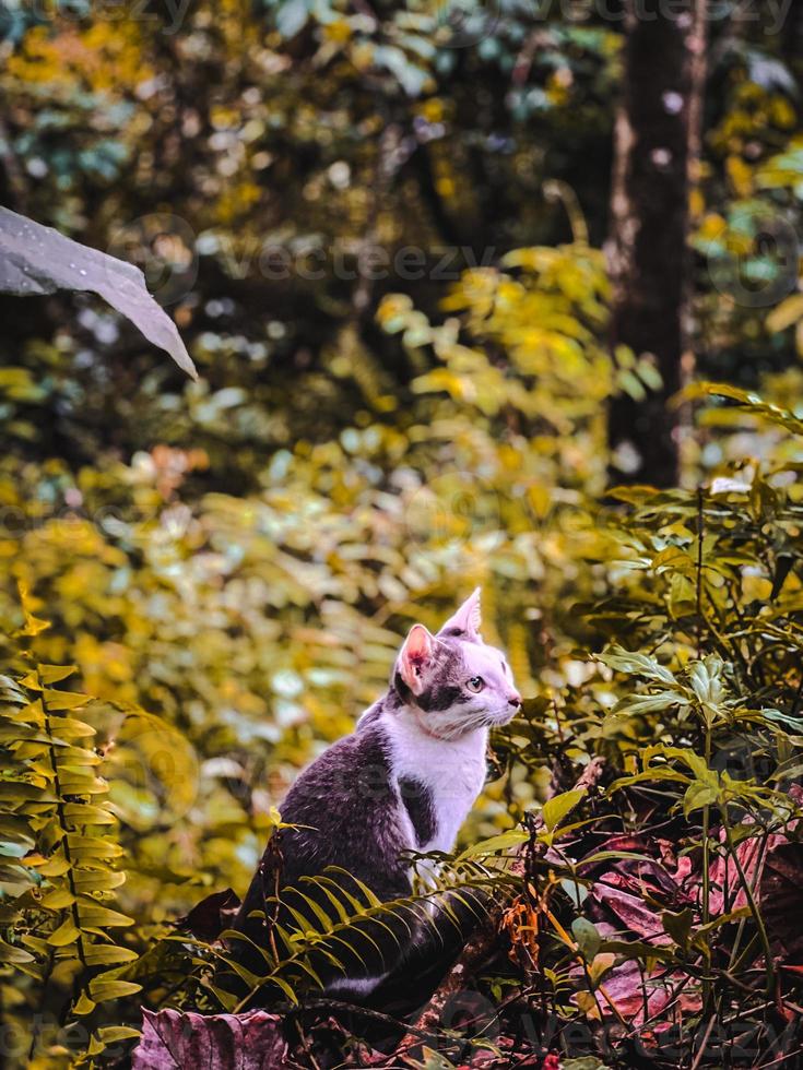 kat in struiken. foto