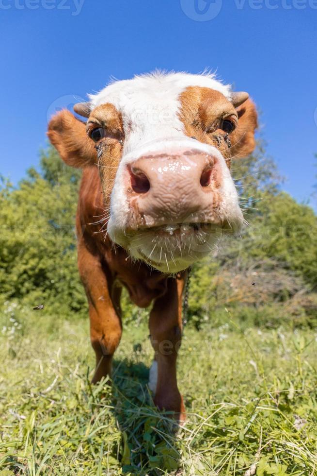 kalf in de weide foto