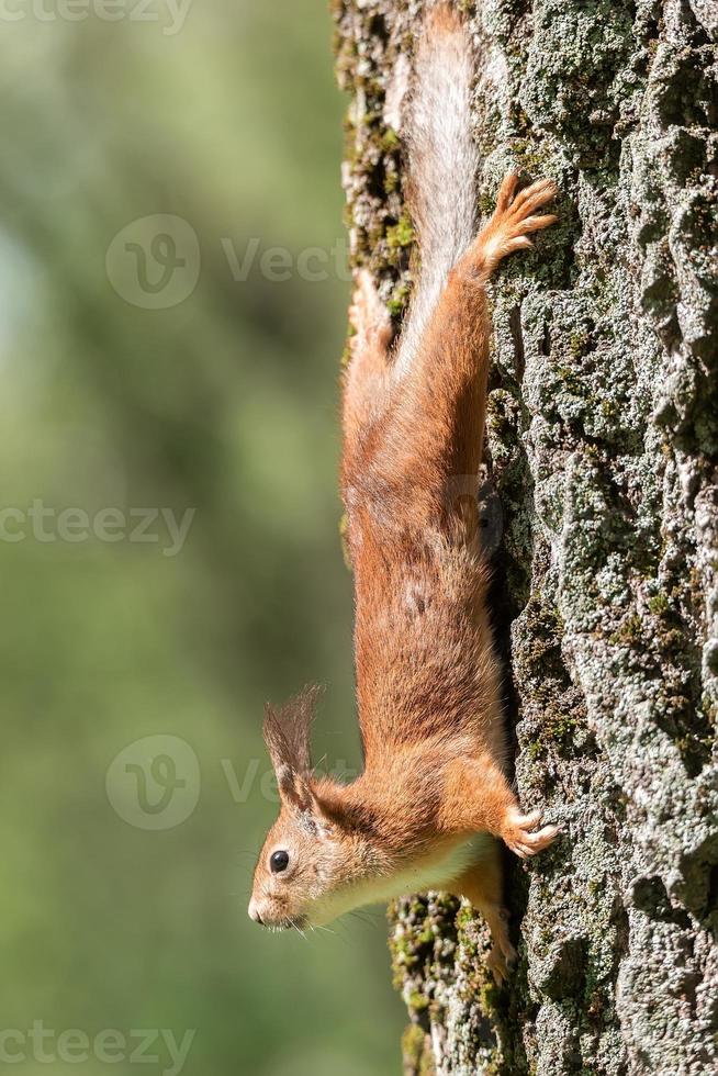 nieuwsgierig rood eekhoorn gluren achter de boom romp foto