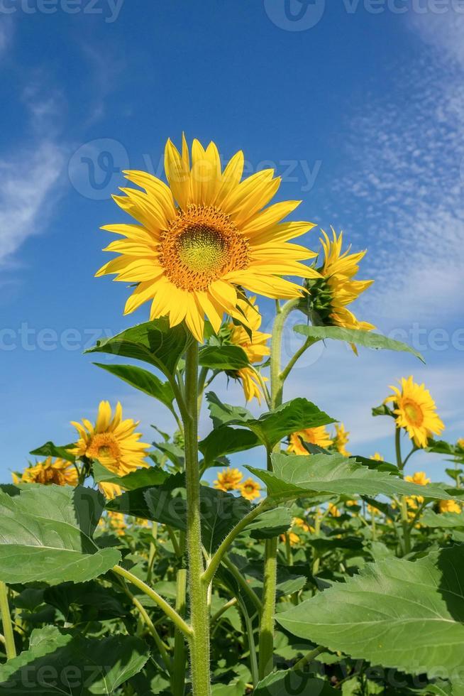 mooi landschap met zonnebloem veld- over- blauw lucht. natuur concept. foto