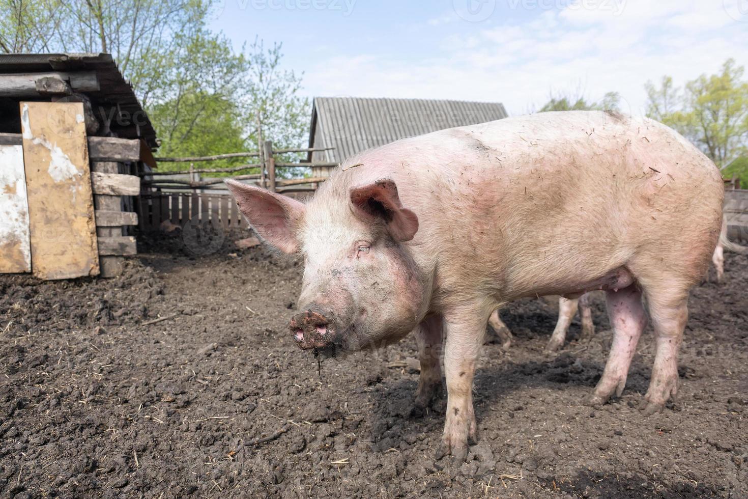 varken landbouw verhogen en fokken van huiselijk varkens. foto