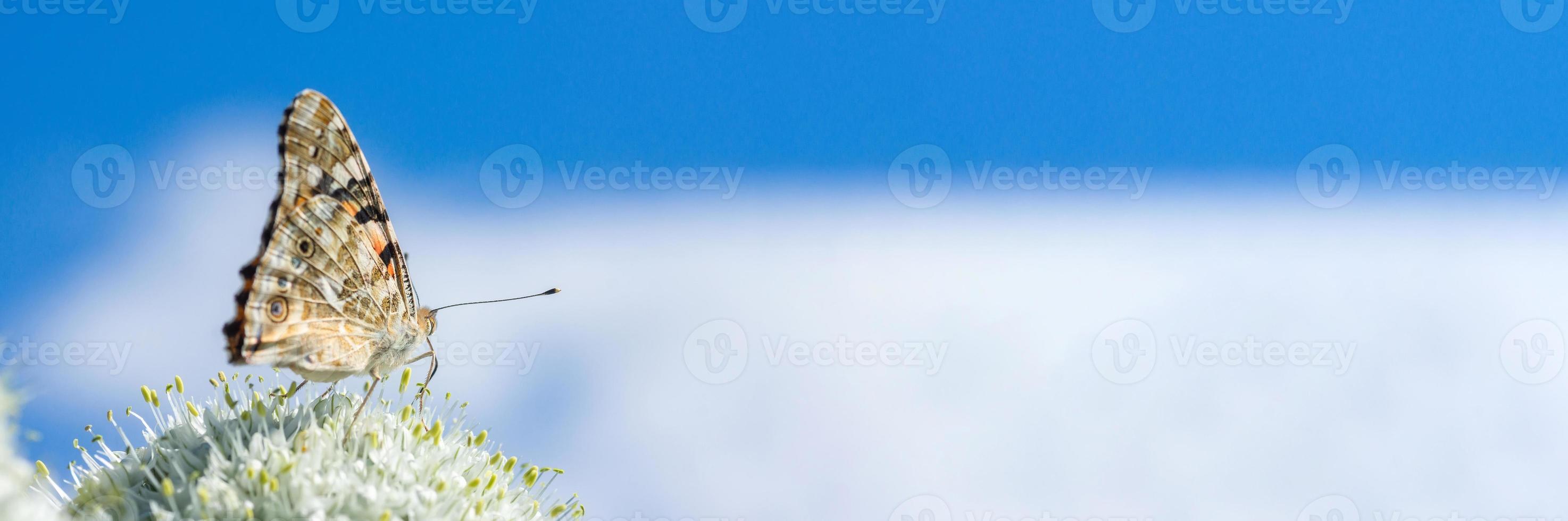 vlinder Aan bloesem bloem in groen natuur foto