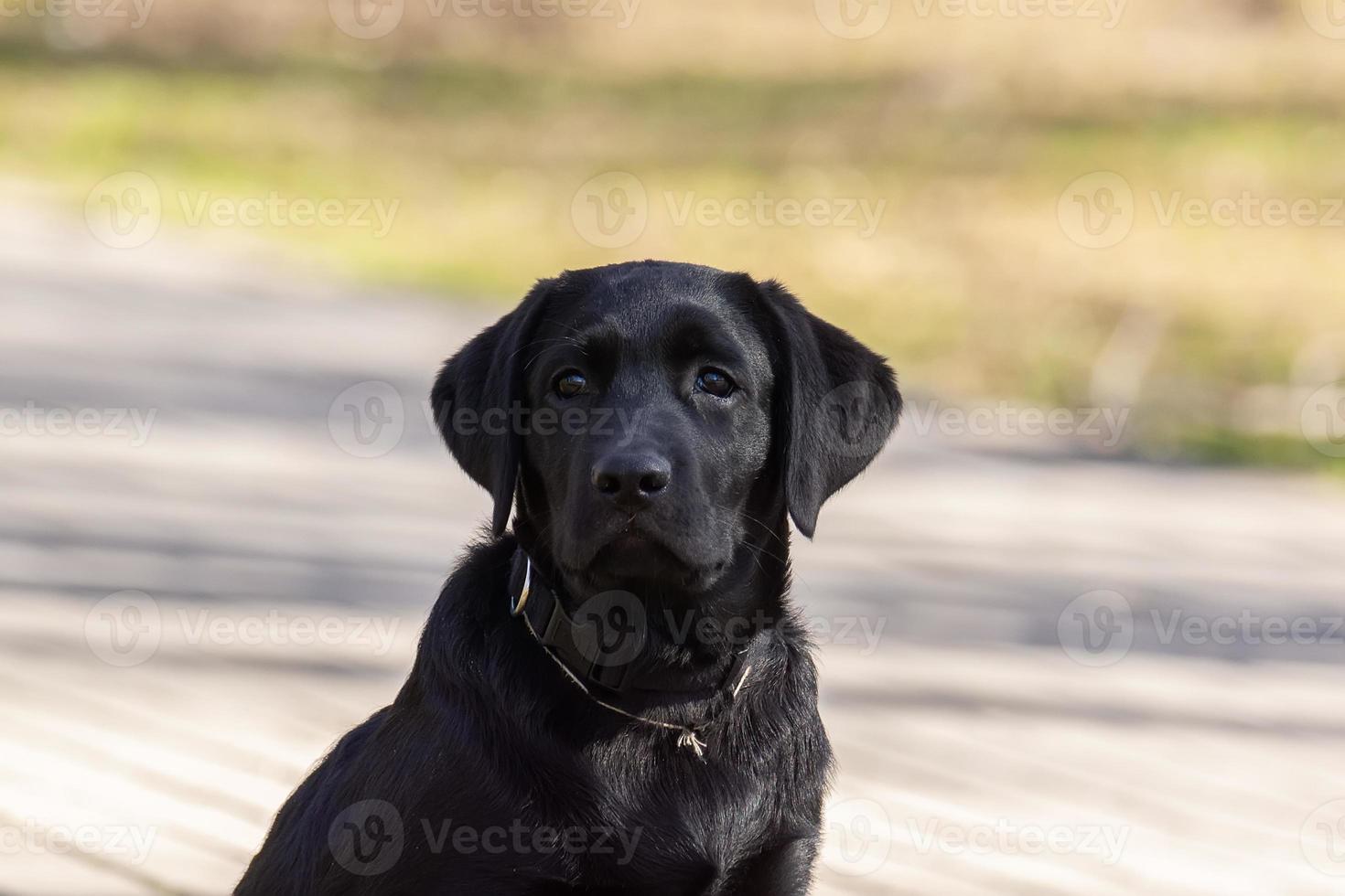 labrador retriever puppy in gras foto