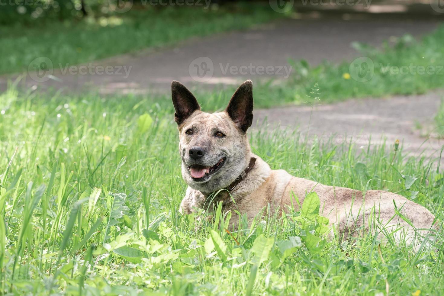 Australisch vee hond Aan de gras foto