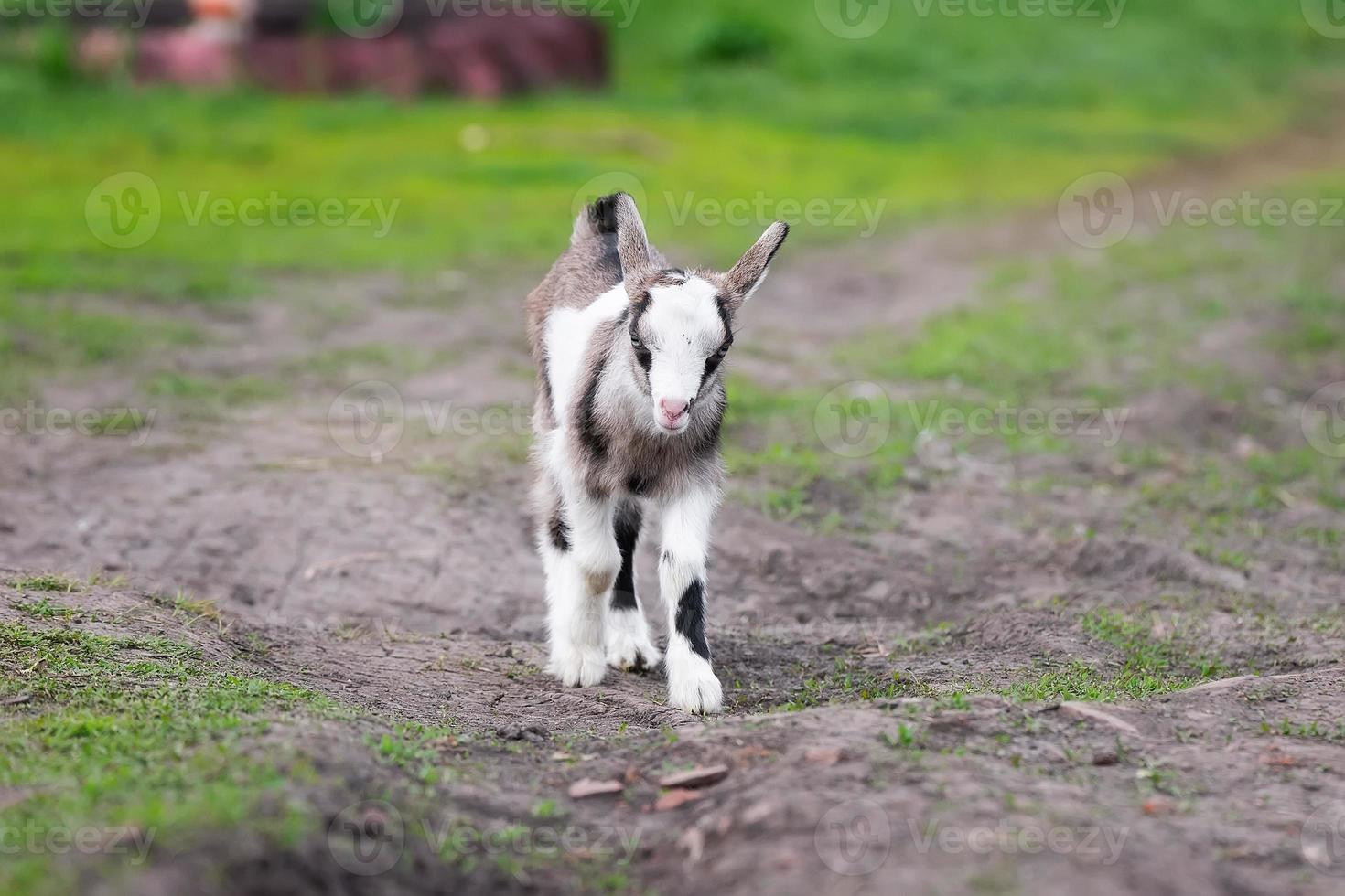 baby geit kinderen staan in lang zomer gras foto