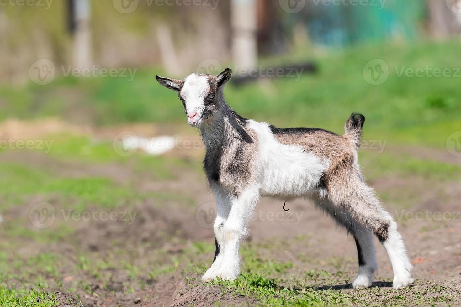 baby geit kinderen staan in lang zomer gras foto