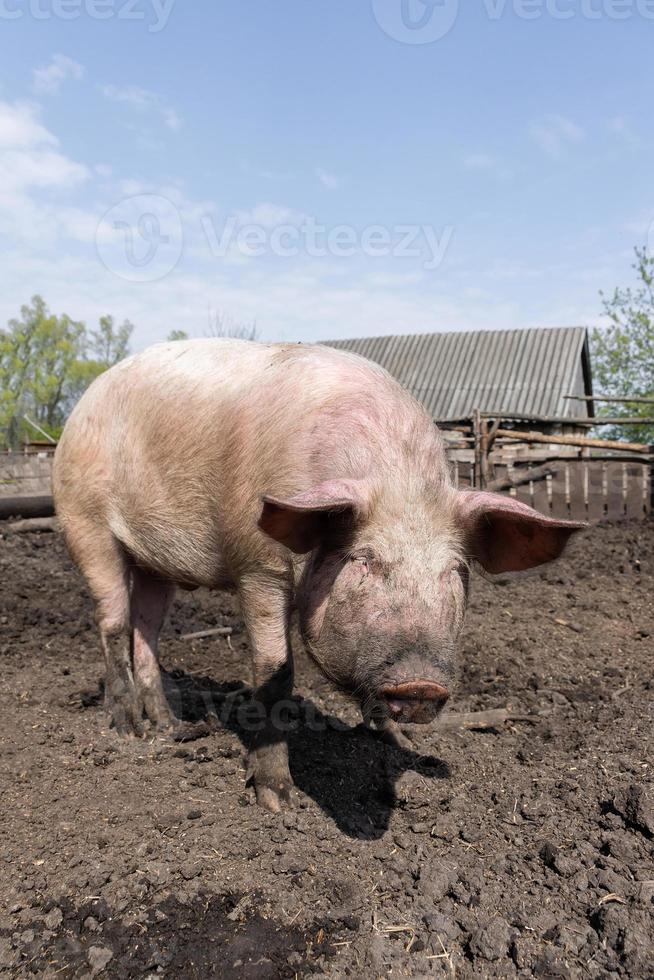 varken landbouw verhogen en fokken van huiselijk varkens. foto