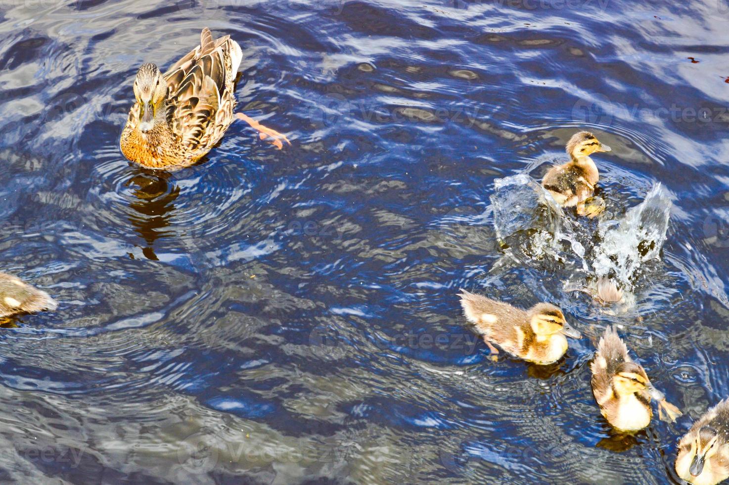 een kudde van veel mooi wild water vogelstand van eenden met kuikens eendjes met bek en Vleugels zwemt tegen de achtergrond van de water in de rivier- meer vijver zee en groen water lelies foto