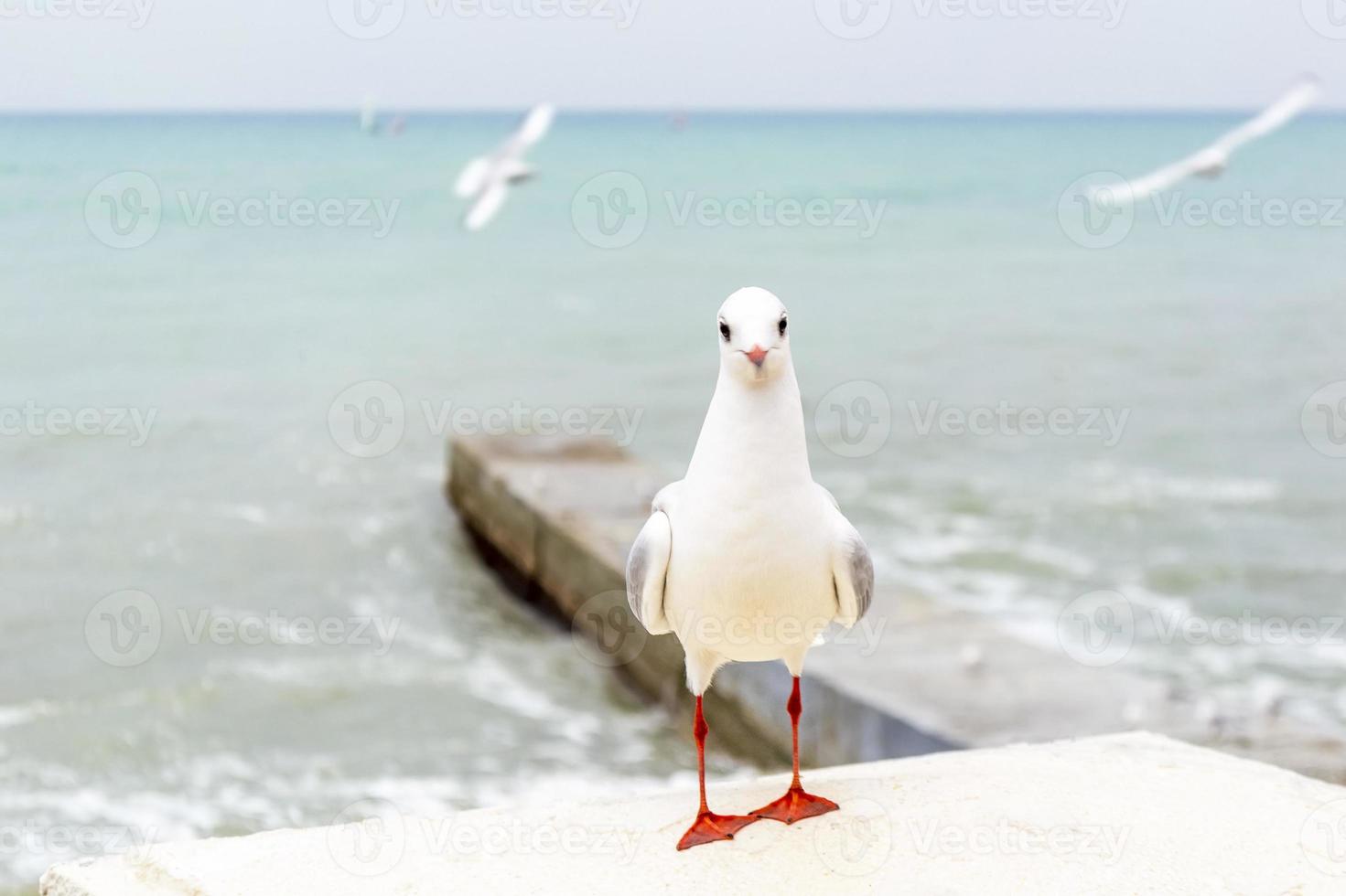 wit zeemeeuw tegenover zee foto