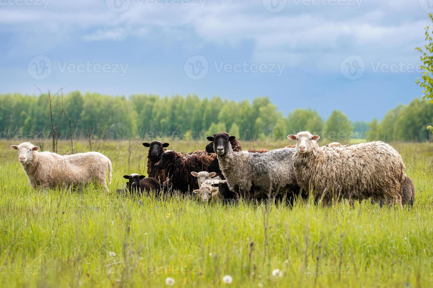 lammeren en schapen groen gras. foto