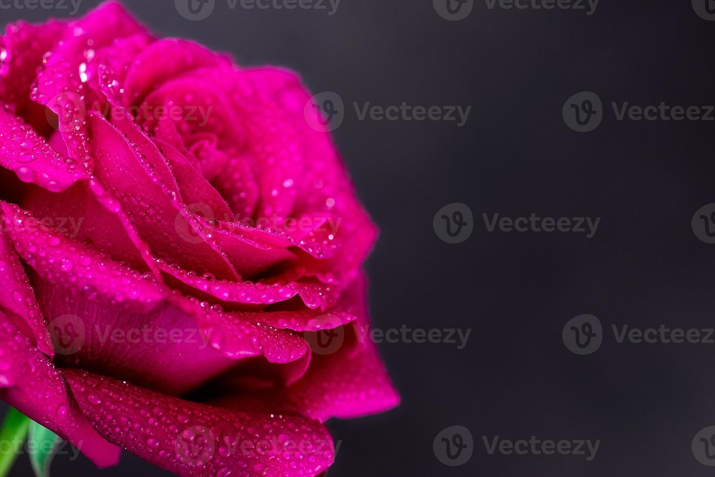 rood roos in een romantisch achtergrond.. foto