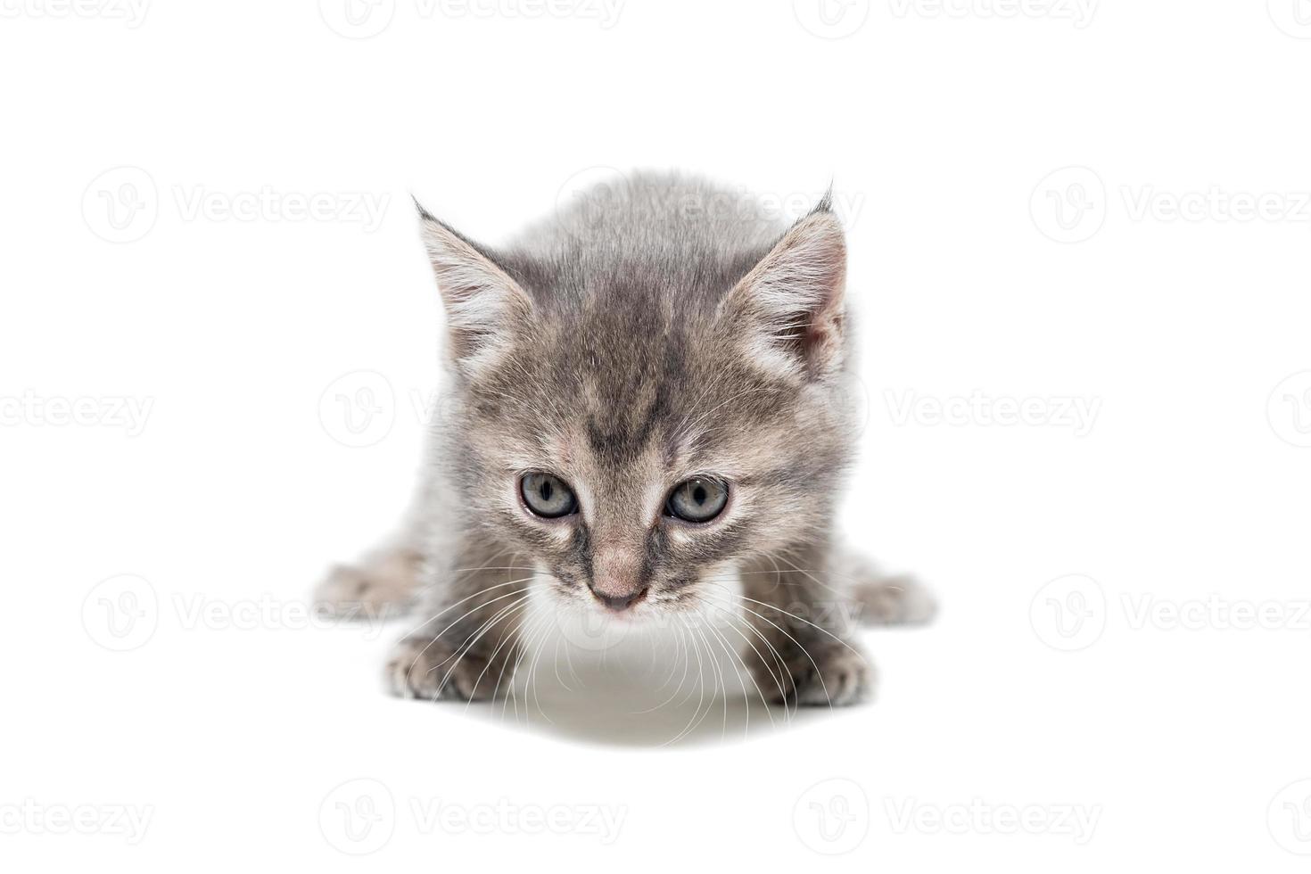 grijs katje geïsoleerd Aan een wit achtergrond. foto