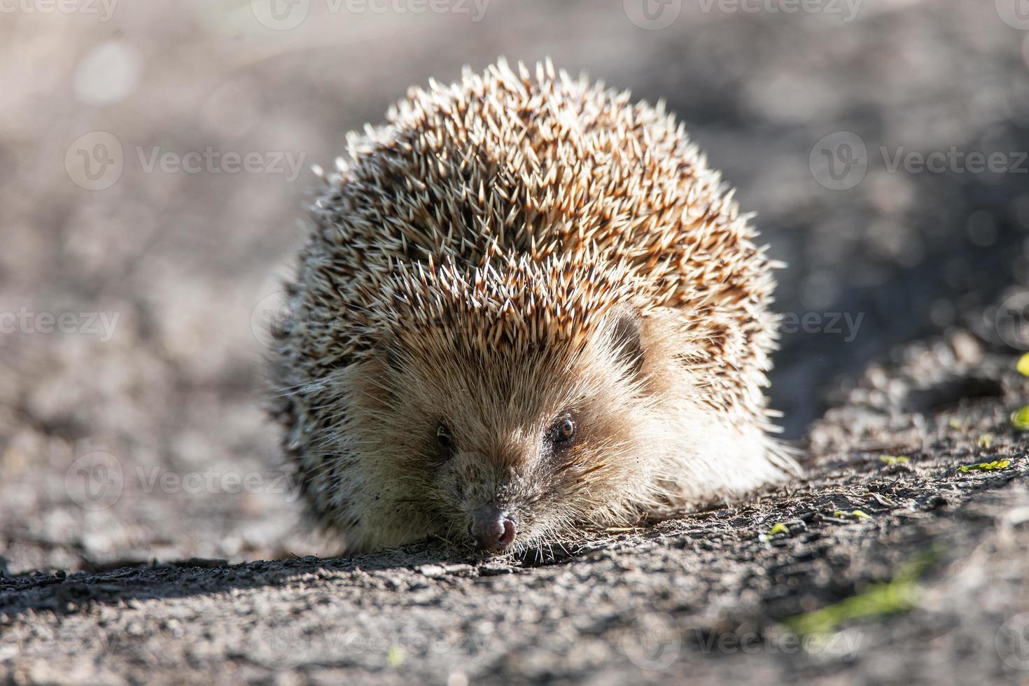 egel Aan de gras. foto