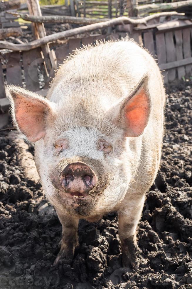 varken landbouw verhogen en fokken van huiselijk varkens. foto