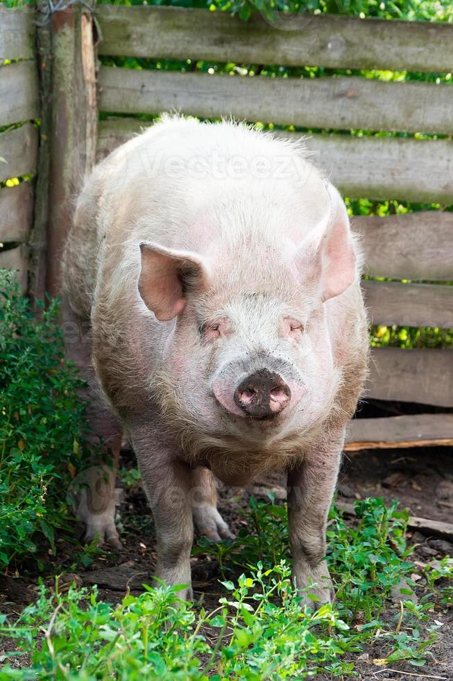 varken landbouw verhogen en fokken van huiselijk varkens. foto