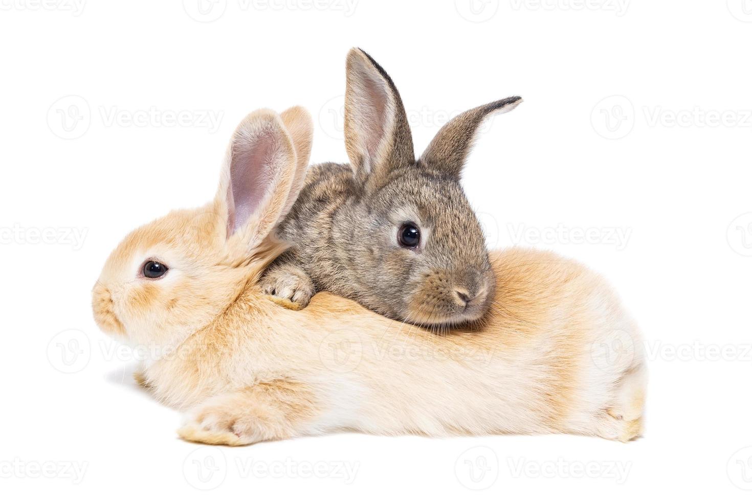 twee weinig konijnen geïsoleerd Aan een wit achtergrond. foto