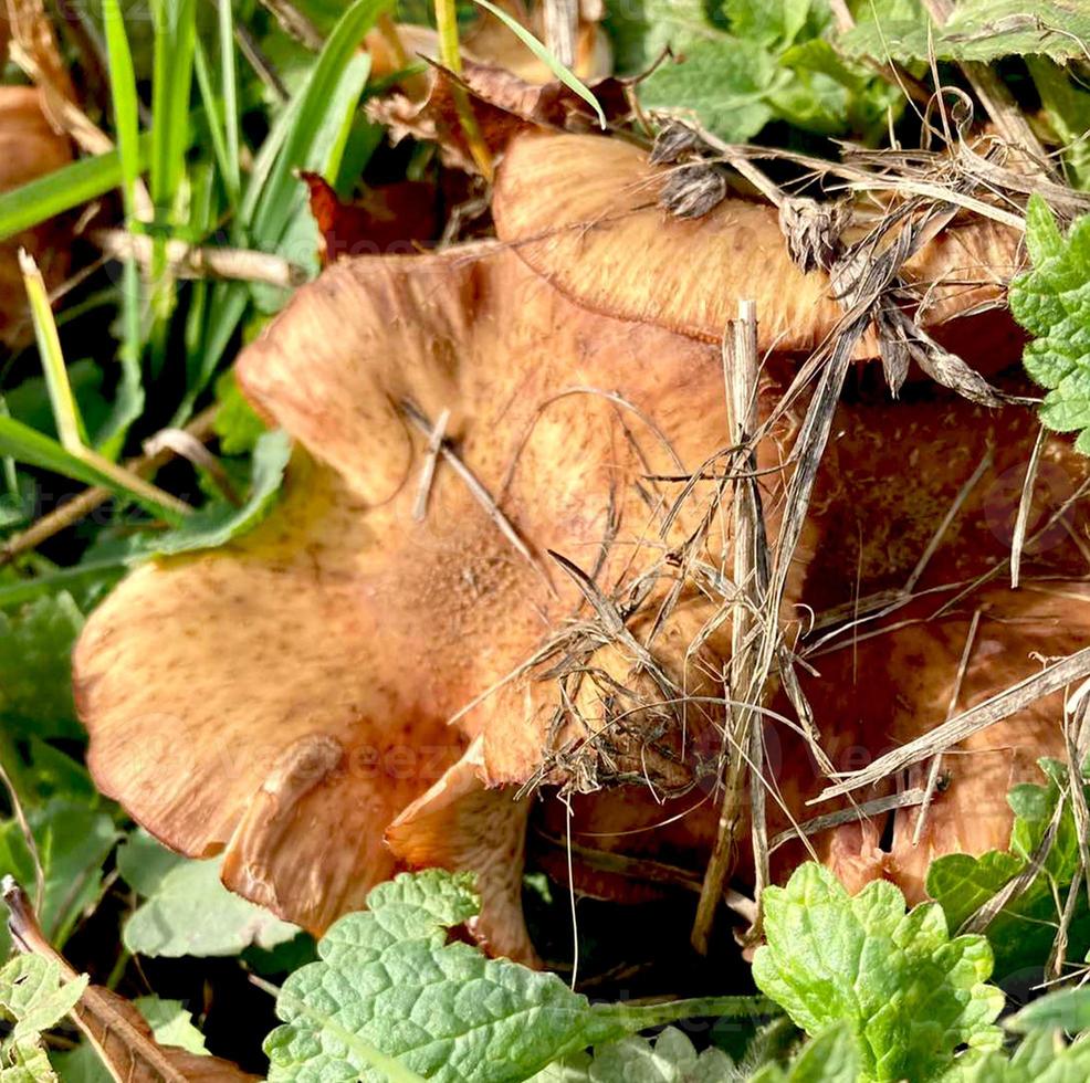 champignons in de gras. leefgebied. champignons zijn niet eetbaar giftig. foto