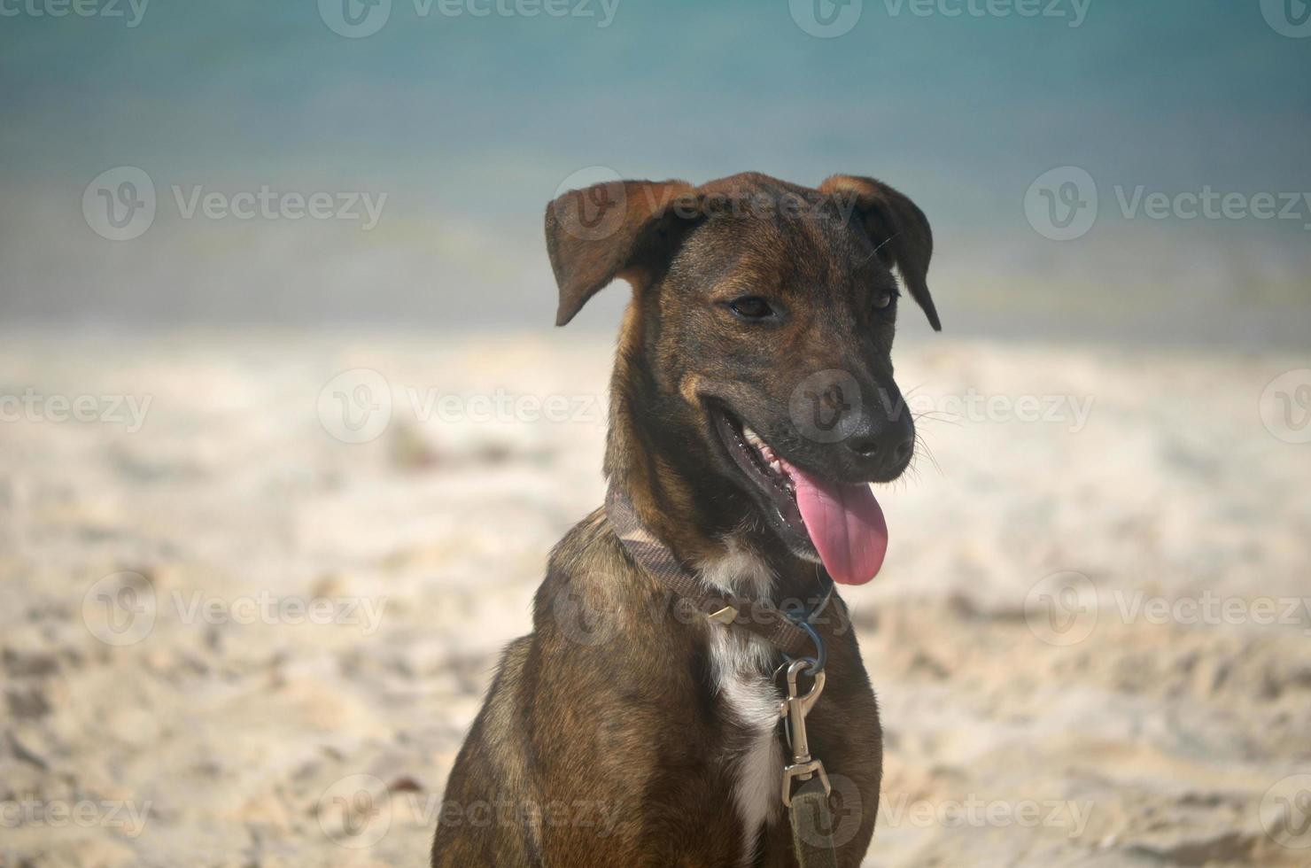 arabisch cunucu hond Bij baby strand foto