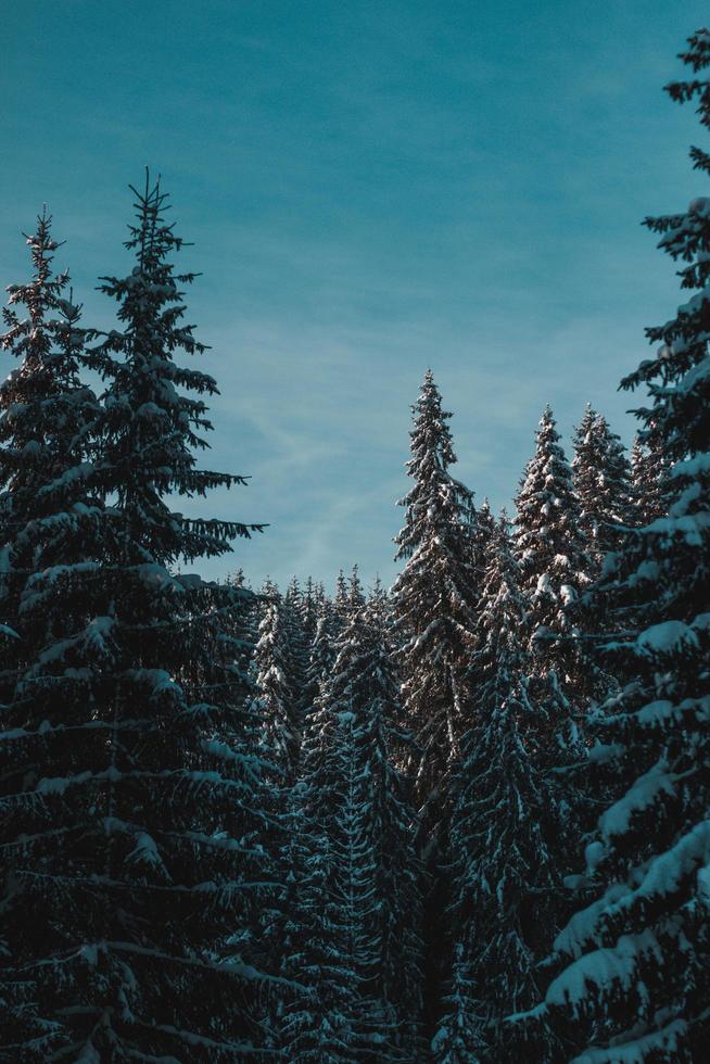 besneeuwde pijnbomen foto