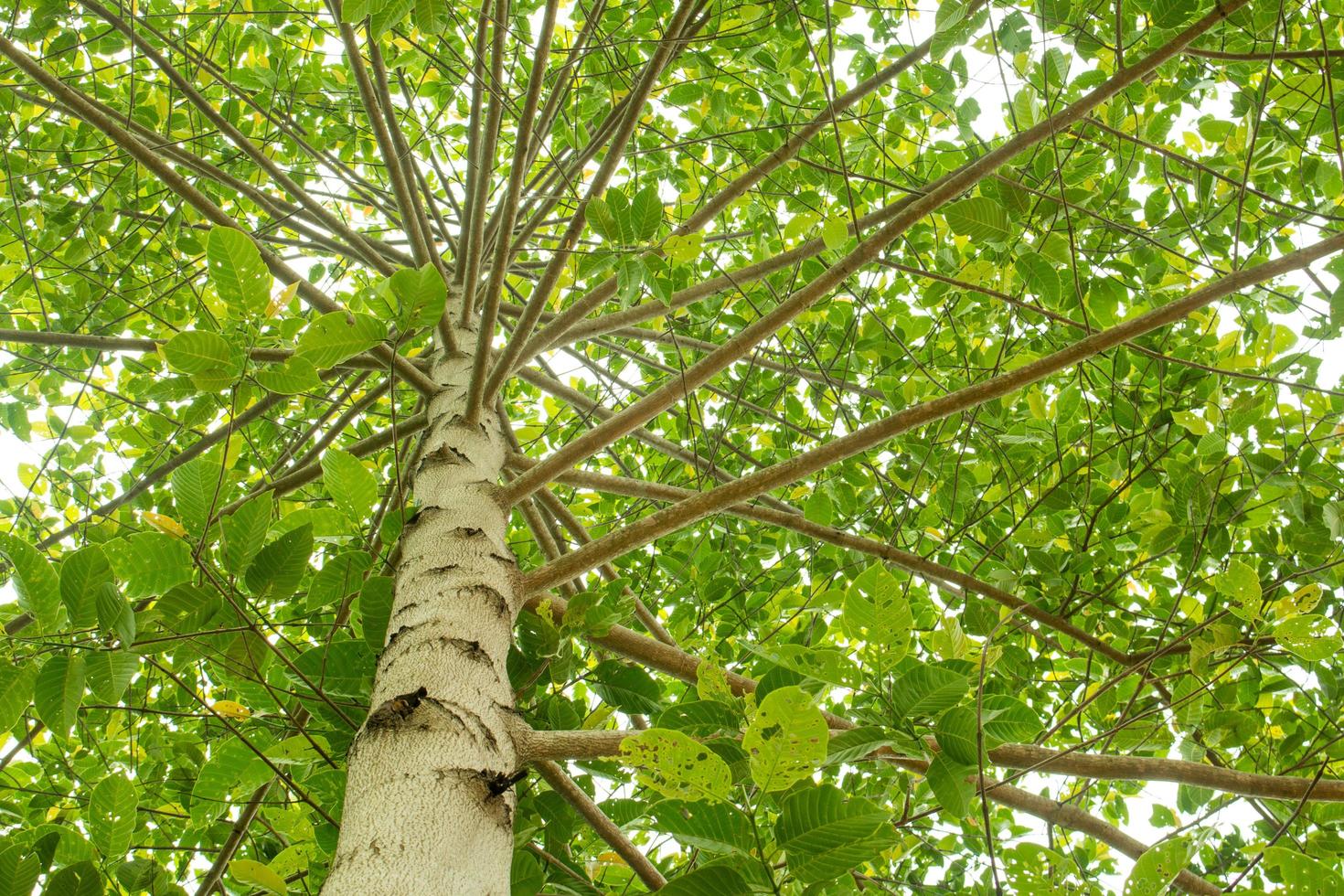 weelderige groene boom foto