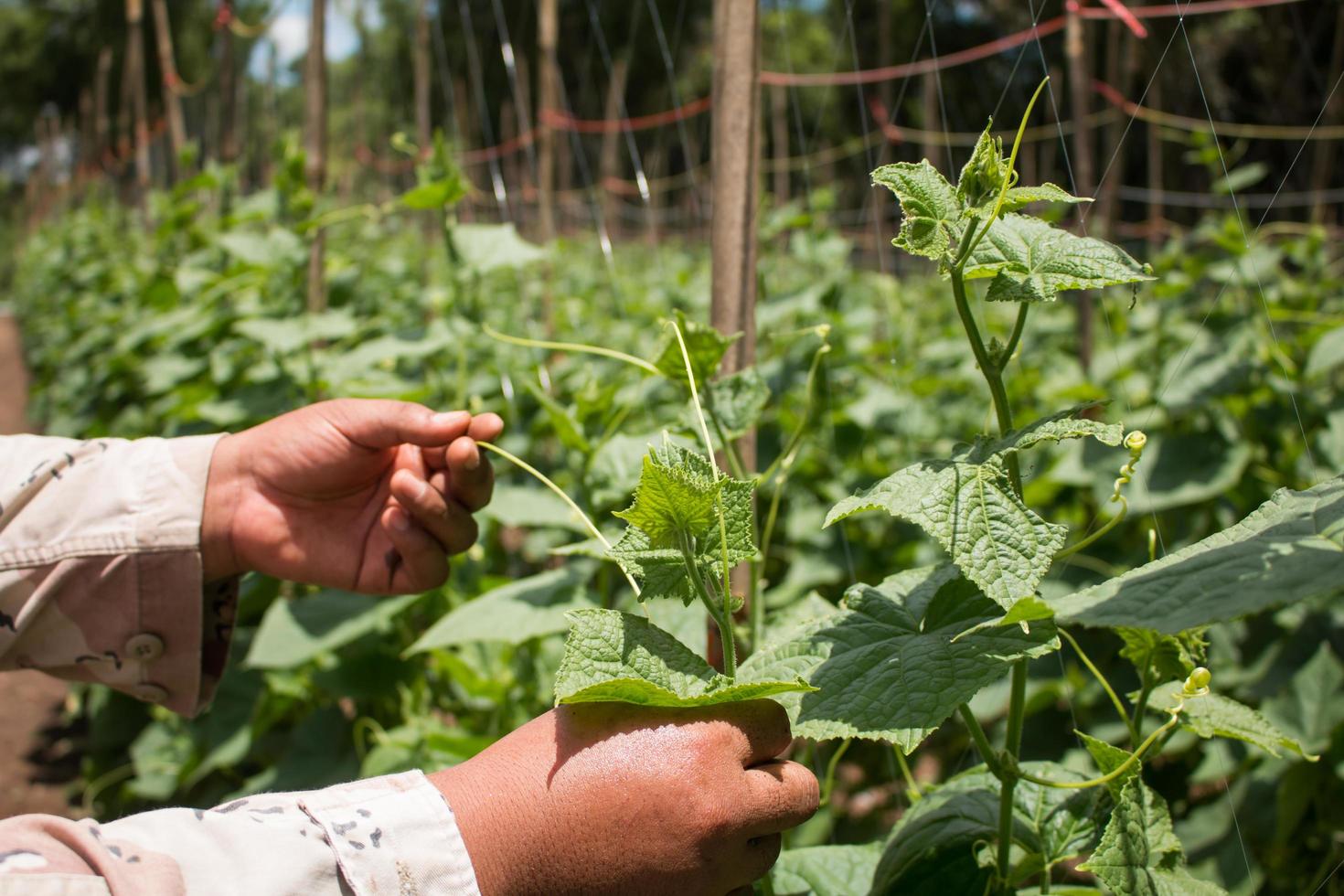 komkommers planten op een boerderij foto