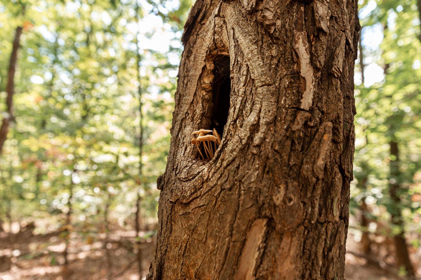 champignons groeit uit van de boom foto