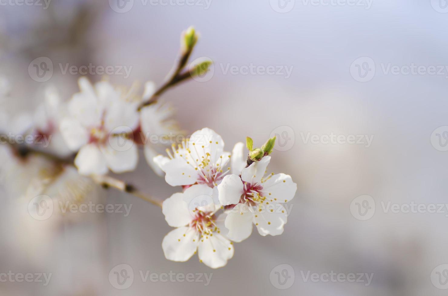 abrikozenboom bloem foto