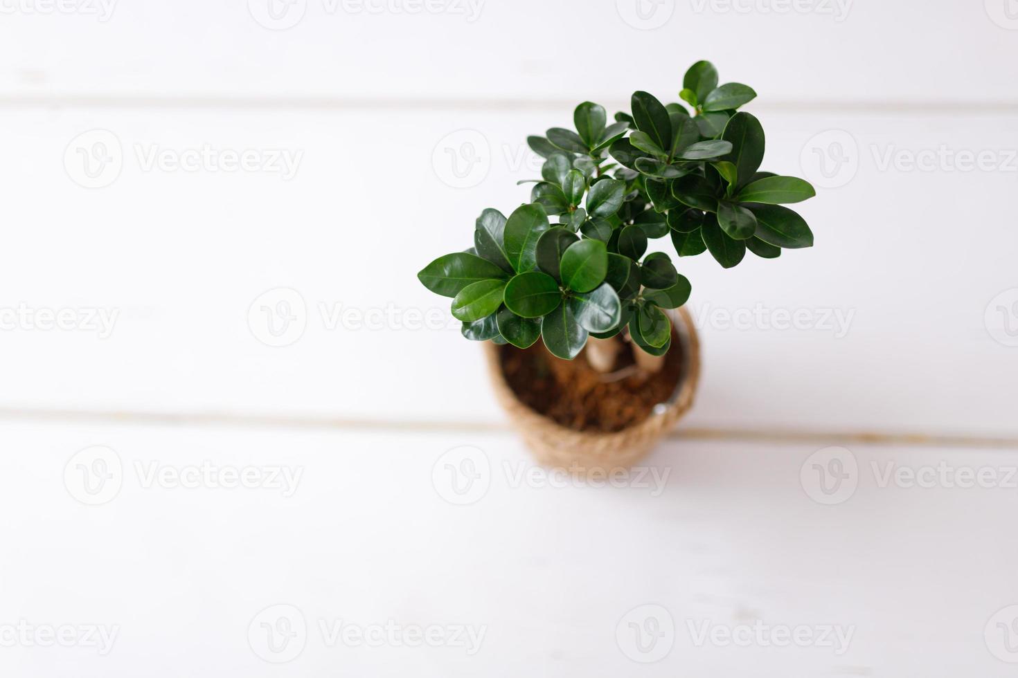 klein bonsai ficus microcarpa ginseng fabriek Aan een wit achtergrond. foto