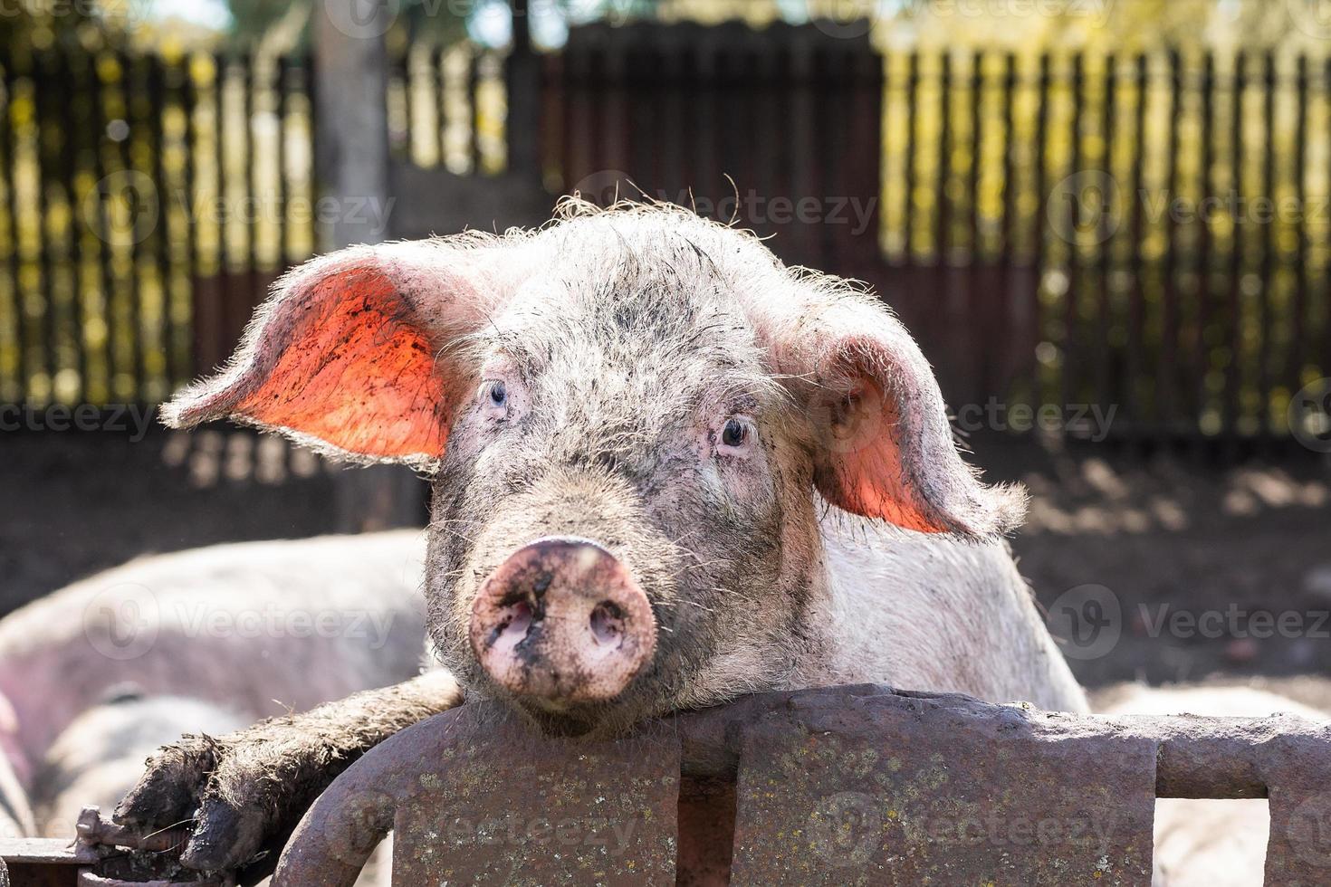 roze varken in de modder foto