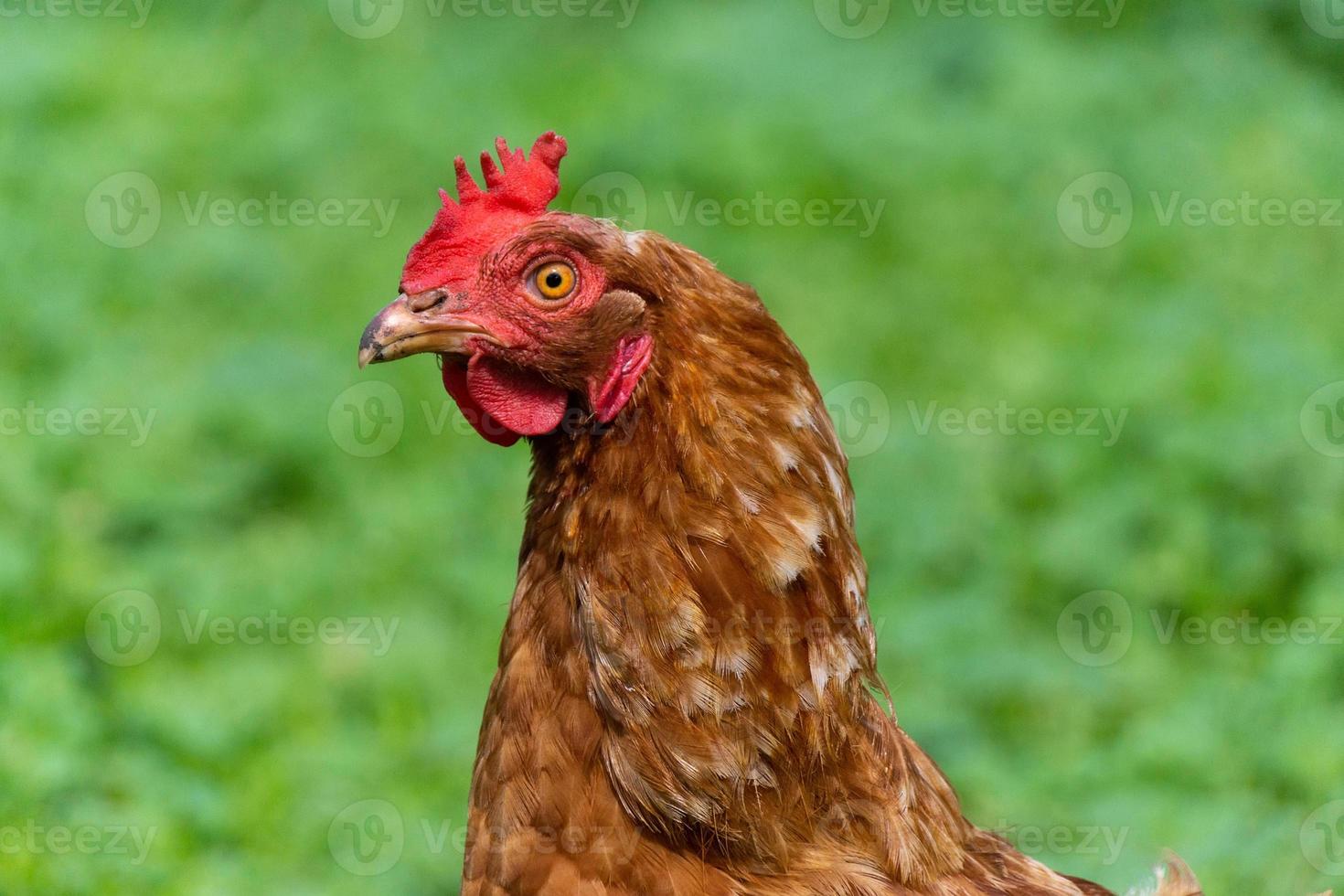 gezond kip in de tuin foto