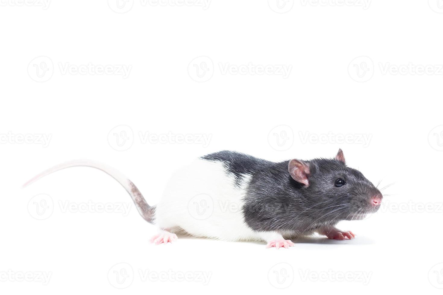 rat op witte achtergrond foto