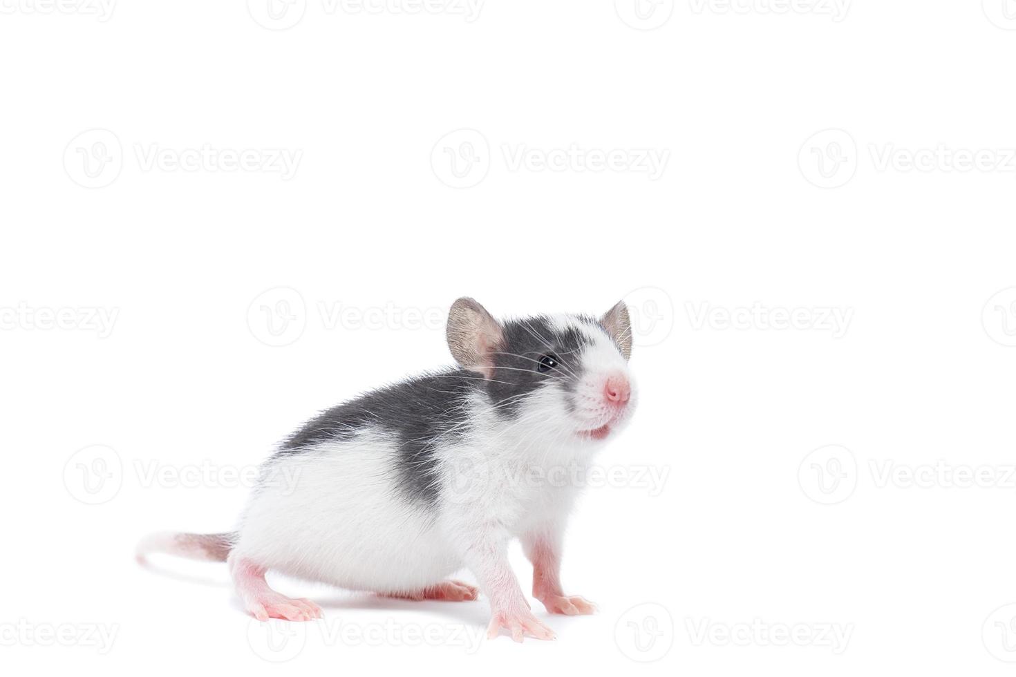 rat op witte achtergrond foto