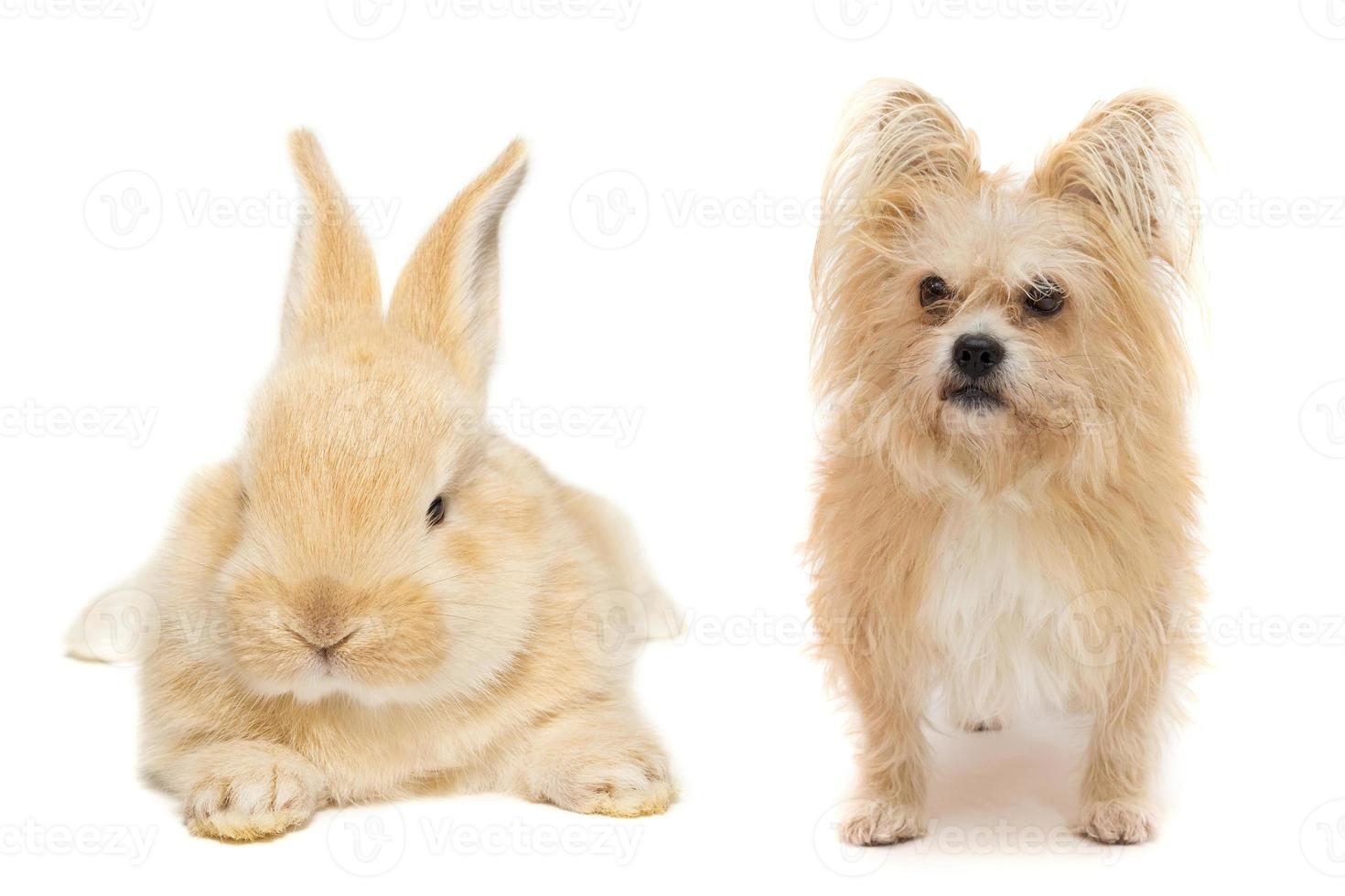 de hond en de konijn foto