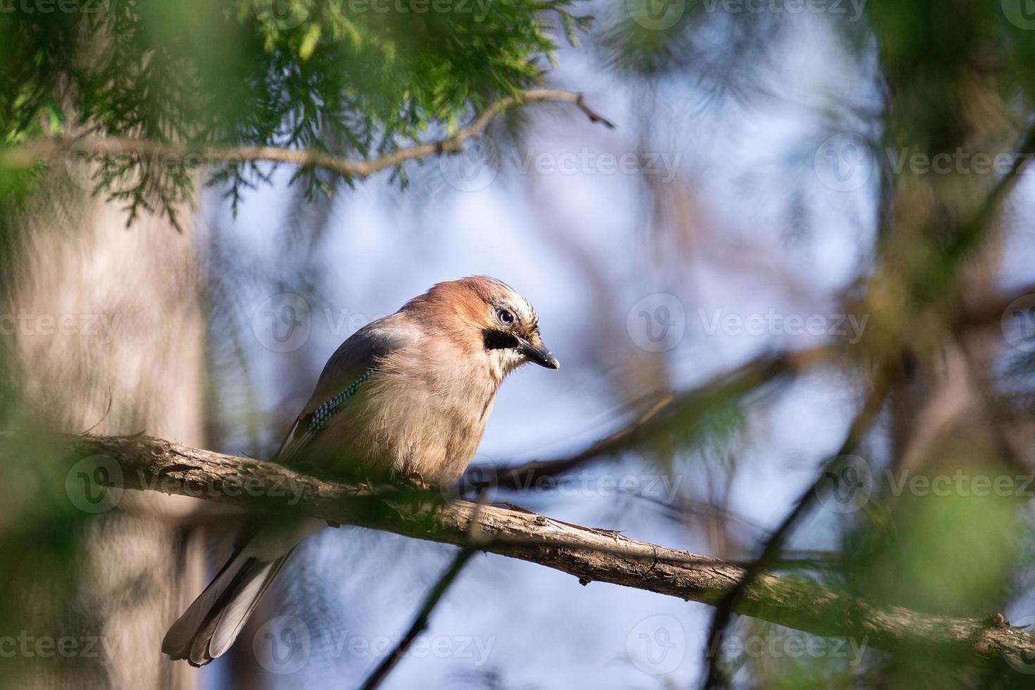 Euraziatisch gaai garrulus glandarius foto