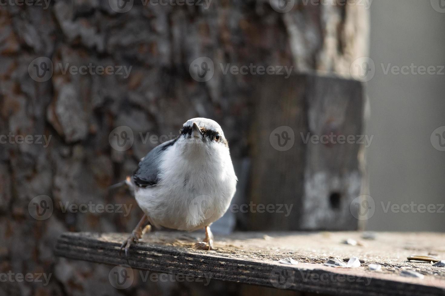 boomklever, sitta europaea foto