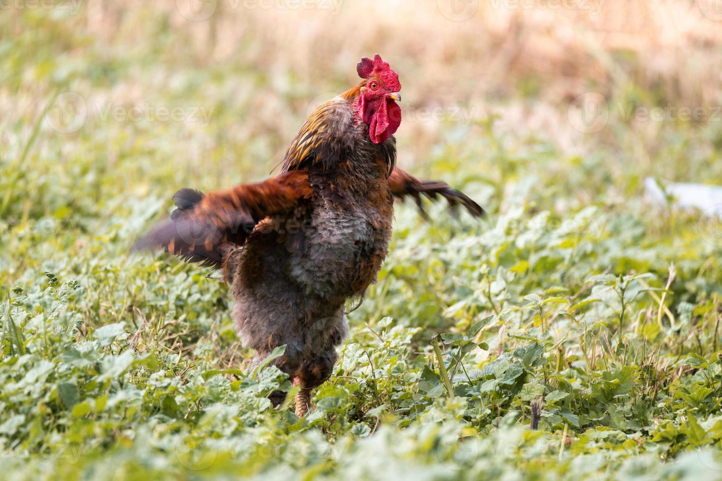 pik Aan de gras. foto