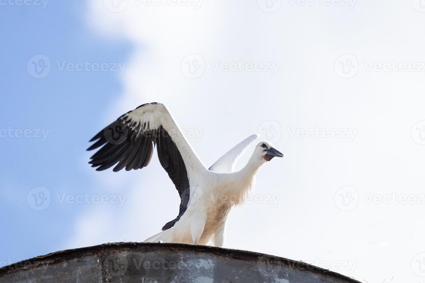 ooievaar in het nest foto