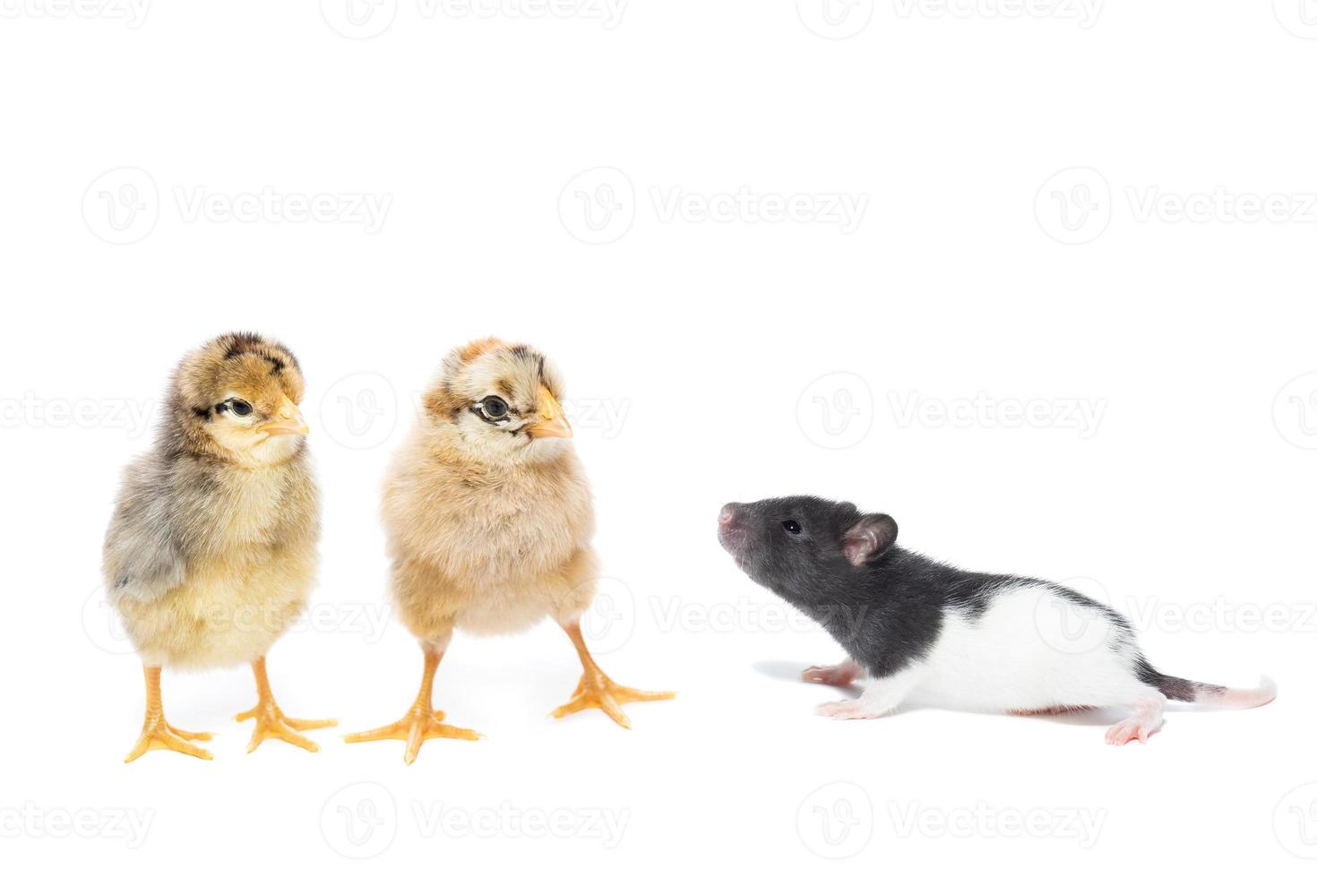 dieren op witte achtergrond foto