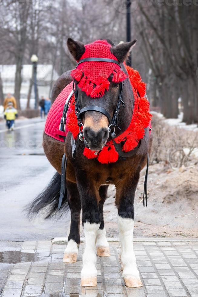 pony in winter park foto