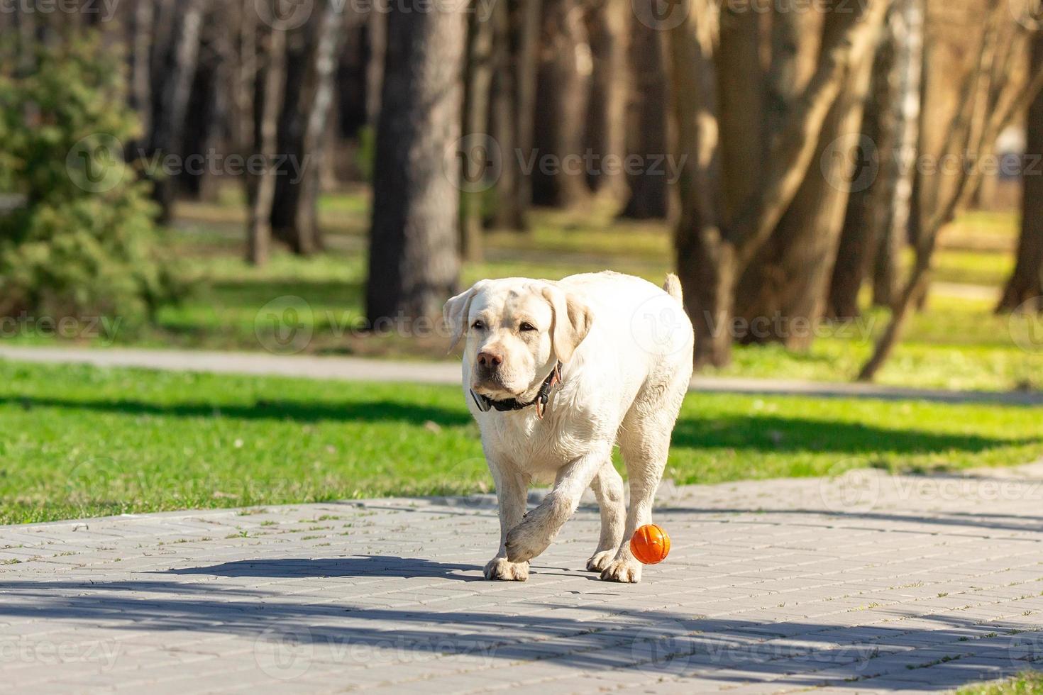 labrador retriever hond met bal foto