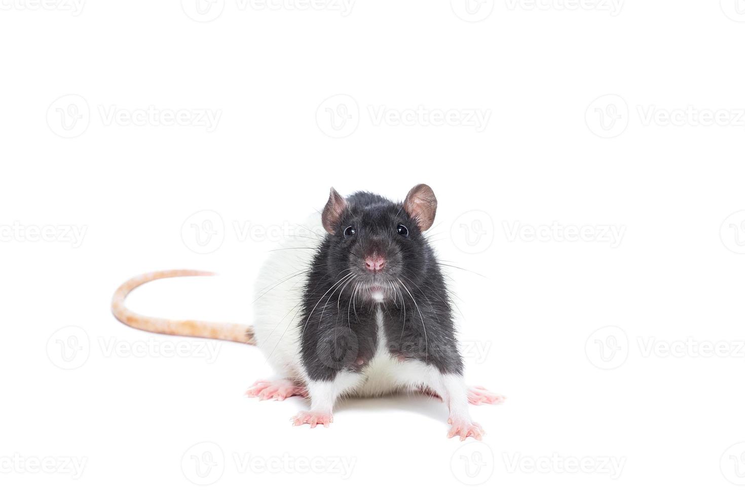 rat op witte achtergrond foto