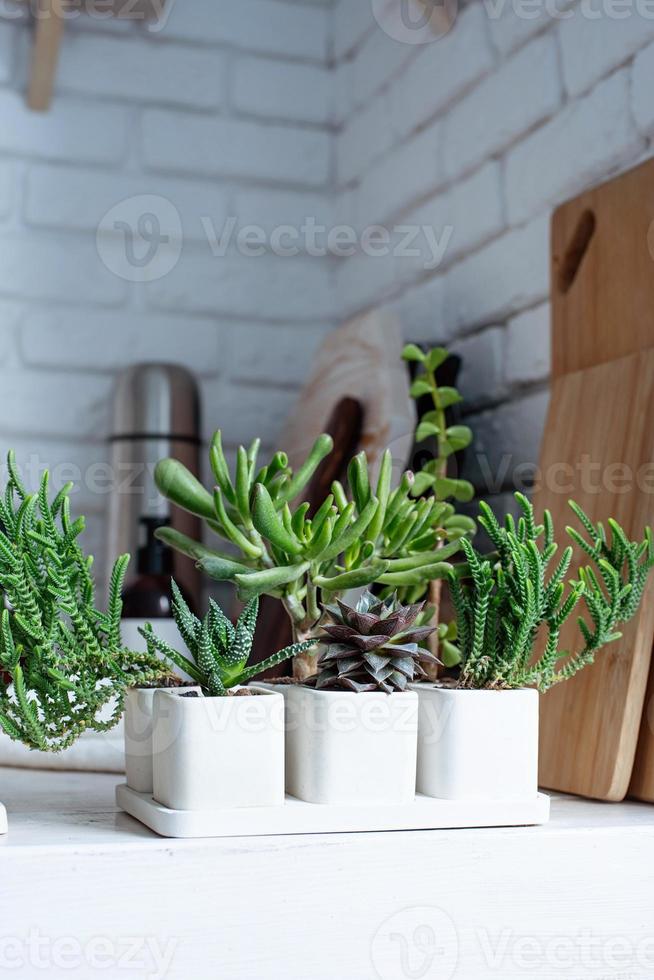 wit potten met divers vetplanten Aan houten teller top in de keuken foto