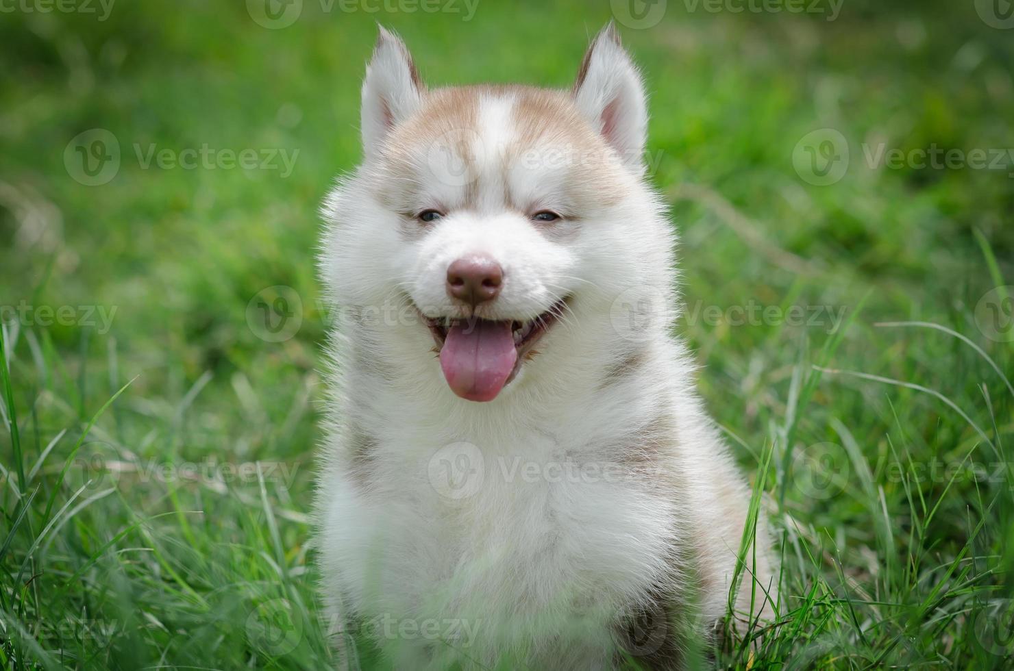 puppy glimlachen foto