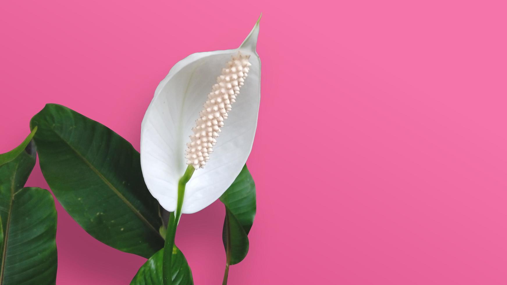 vrede lelie bloemen in roze achtergrond foto