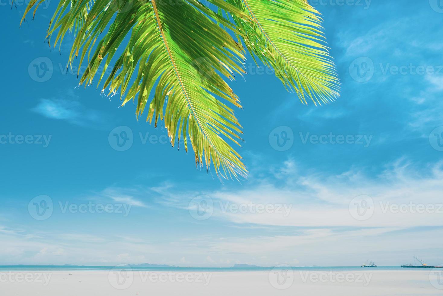 zomer achtergrond met kokosnoot bladeren en helder lucht. foto