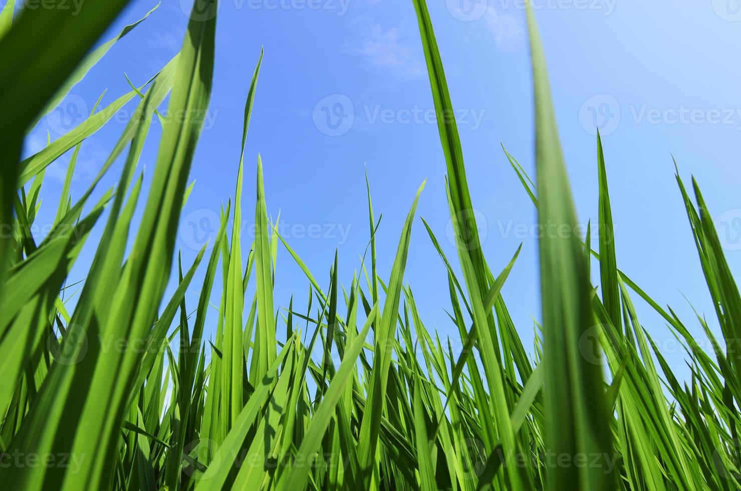 groen veld en blauwe hemel met lichte wolken foto