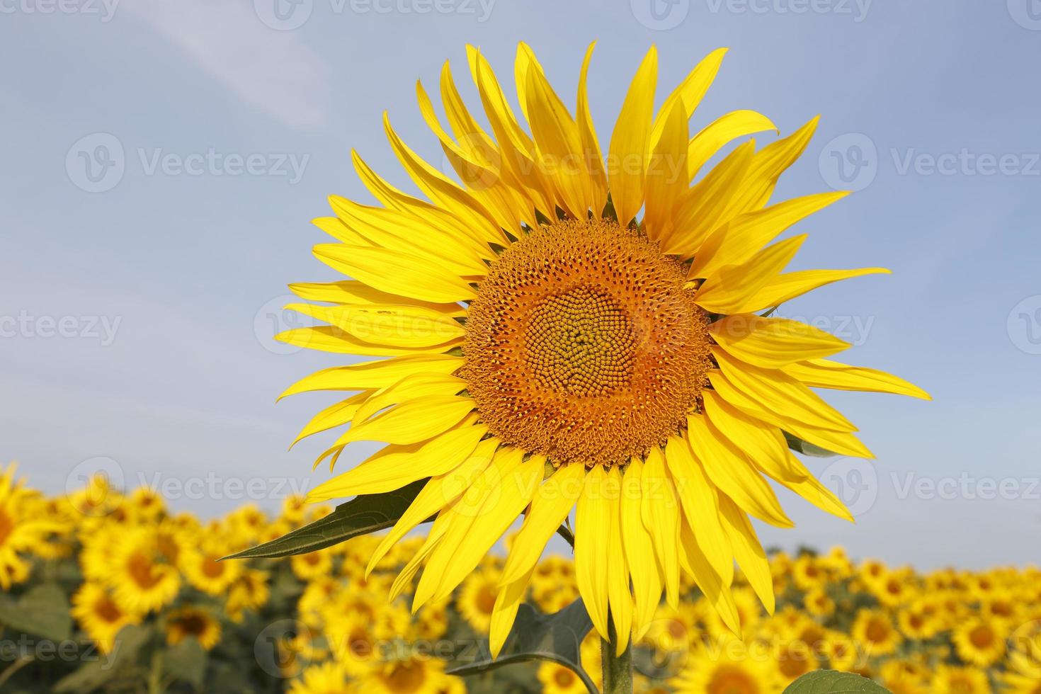 zonnebloemen foto