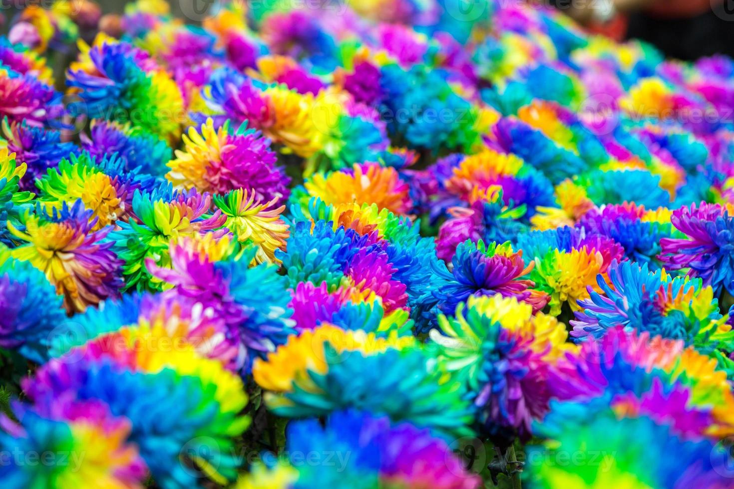 bloem regenboog foto